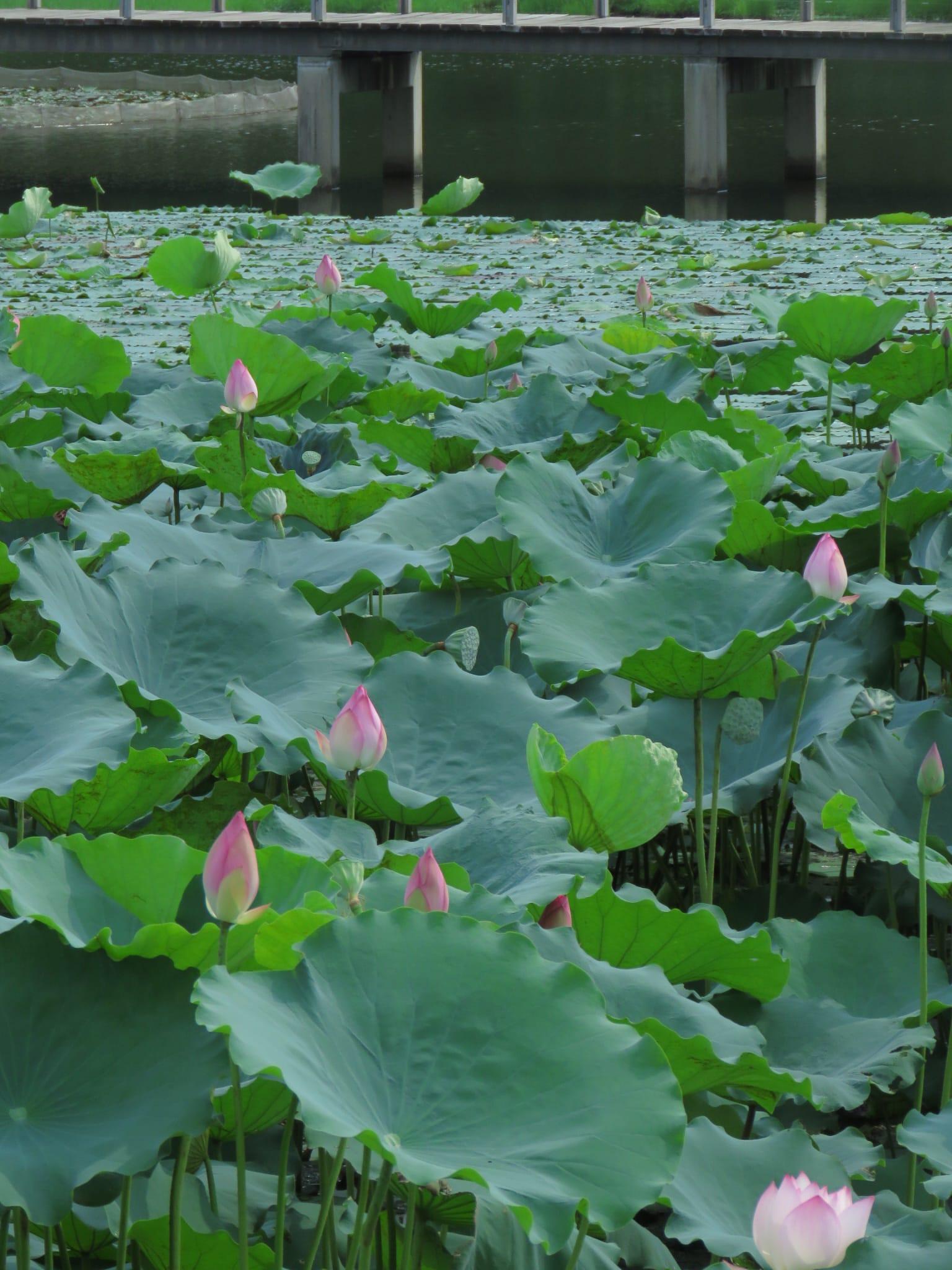 Lotus root, leaf and flower are common ingredients to conteract summer-heat. Lotus root, leaf and flower are common ingredients to conteract summer-heat.